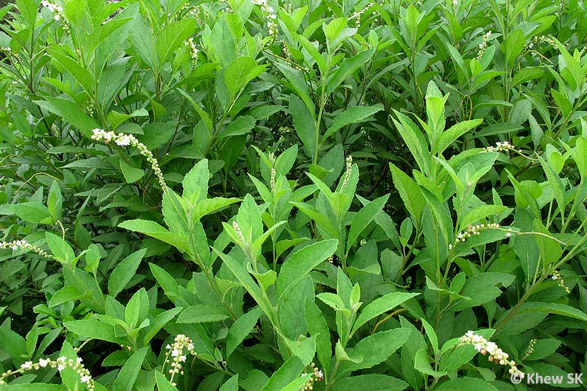 Uncategorized Urban Greenery Blog