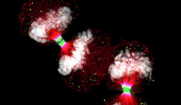 5 Foto keren yang tidak Bisa di Lihat dengan Mata Telanjang 