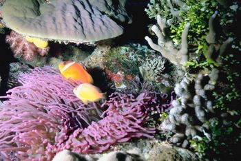 Coral Reefs: Coral Plants and Animals