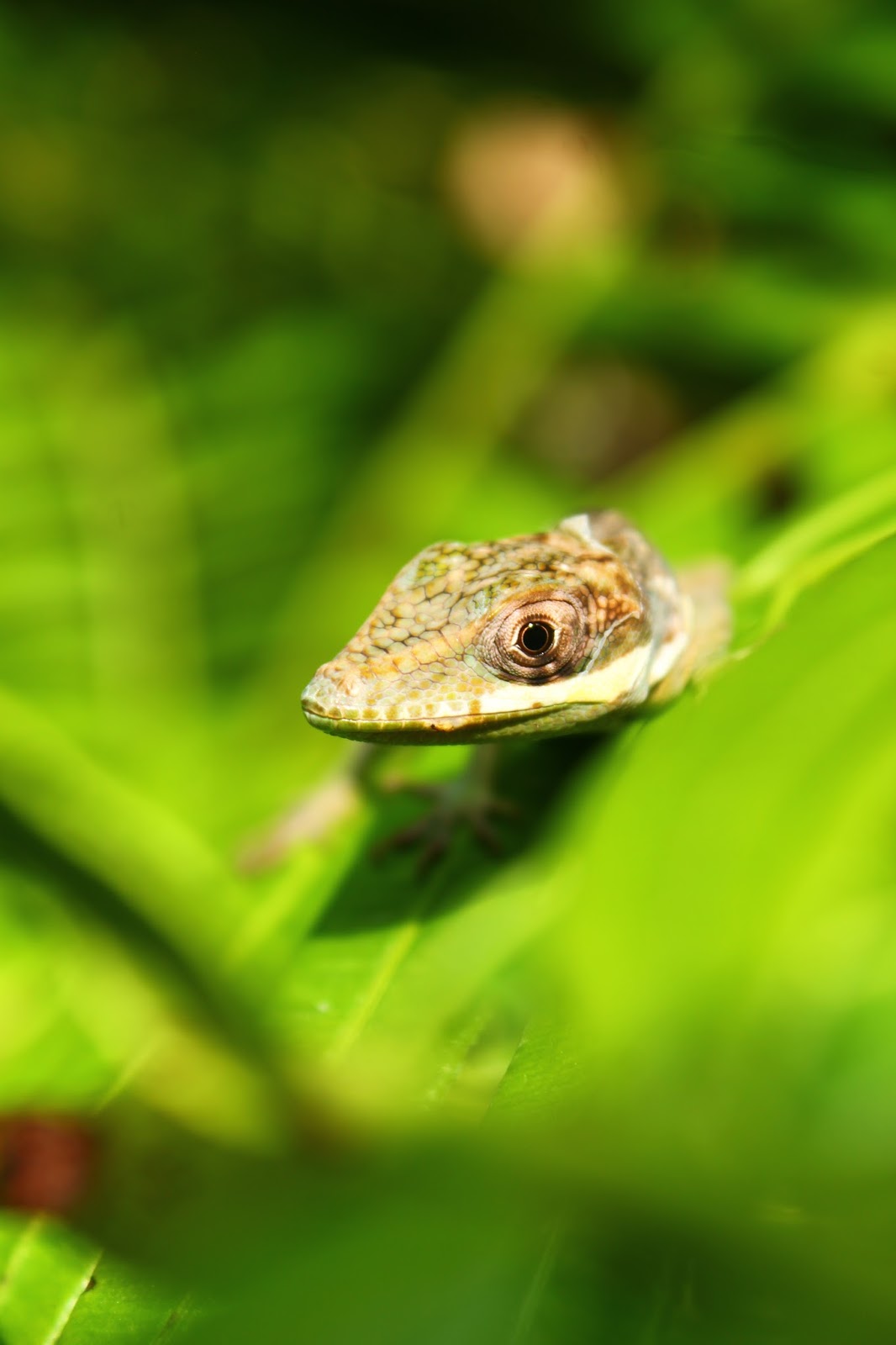 Photo Shoot New York, Lizards, and More!