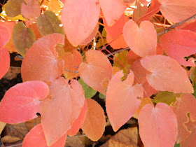 Epimedium Amber Queen barrenwort autumn foliage Toronto Botanical Garden by garden muses-not another Toronto gardening blog