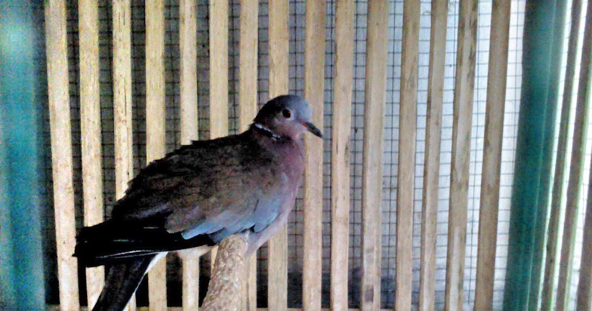 Usaha Penangkaran Puter Lumut