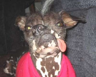 Mighty Lists: 12 ugly dogs