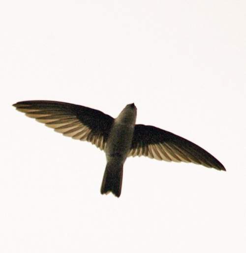 Ediblenest swiftlet Birds of India Bird World
