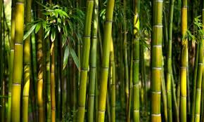 Jenis Bambu Yang Digunakan Untuk Fermentasi Dadih
