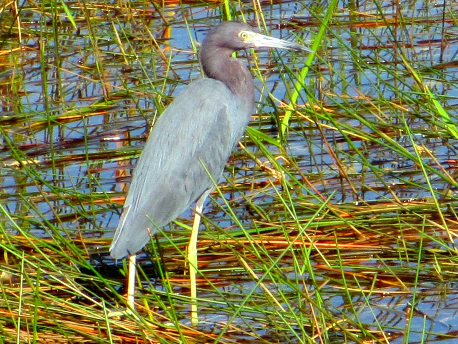 Cannundrums: Little Blue Heron