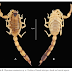 Species New to Science: [Mammalogy • 2000] Nesolagus timminsi ...