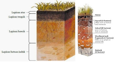 Lapisan yang mengandung paling banyak materi organik