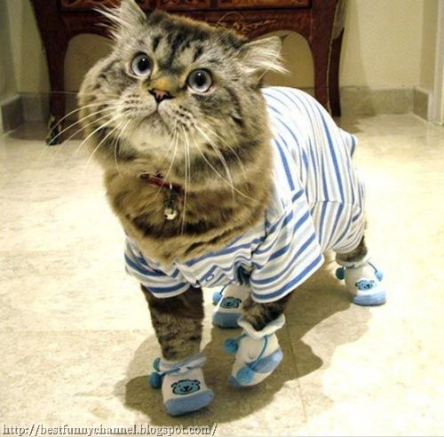 Cat in striped vest