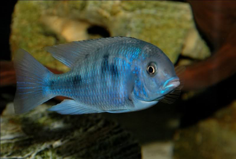 JOE'S AQUAWORLD FOR EXOTIC FISHES MUMBAI INDIA 9833898901 demasoni