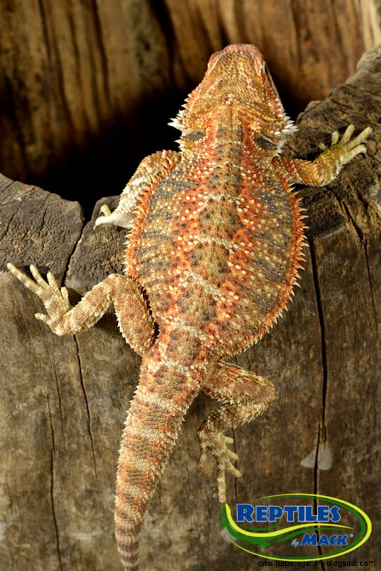 bearded-dragon-sale-online9.jpeg