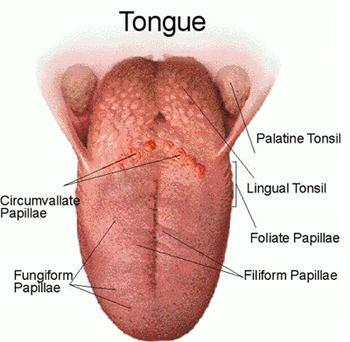 Is It Possible To Swallow Your Tongue 19