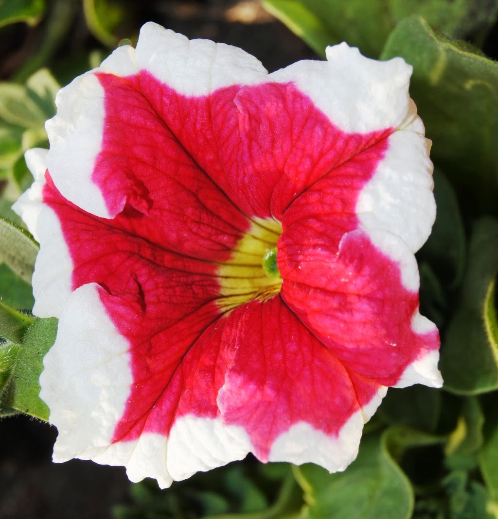 Seeds For Sale Online PETUNIA seeds for sale