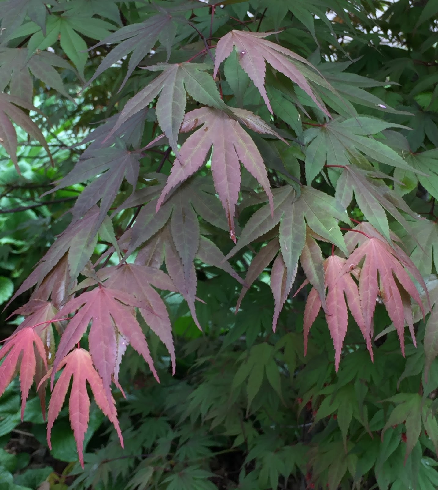 The Phytophactor: April 2016