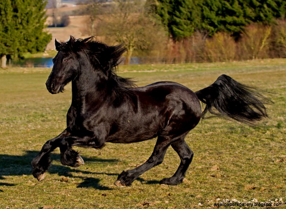 A beautiful amp black horse running wallpaper