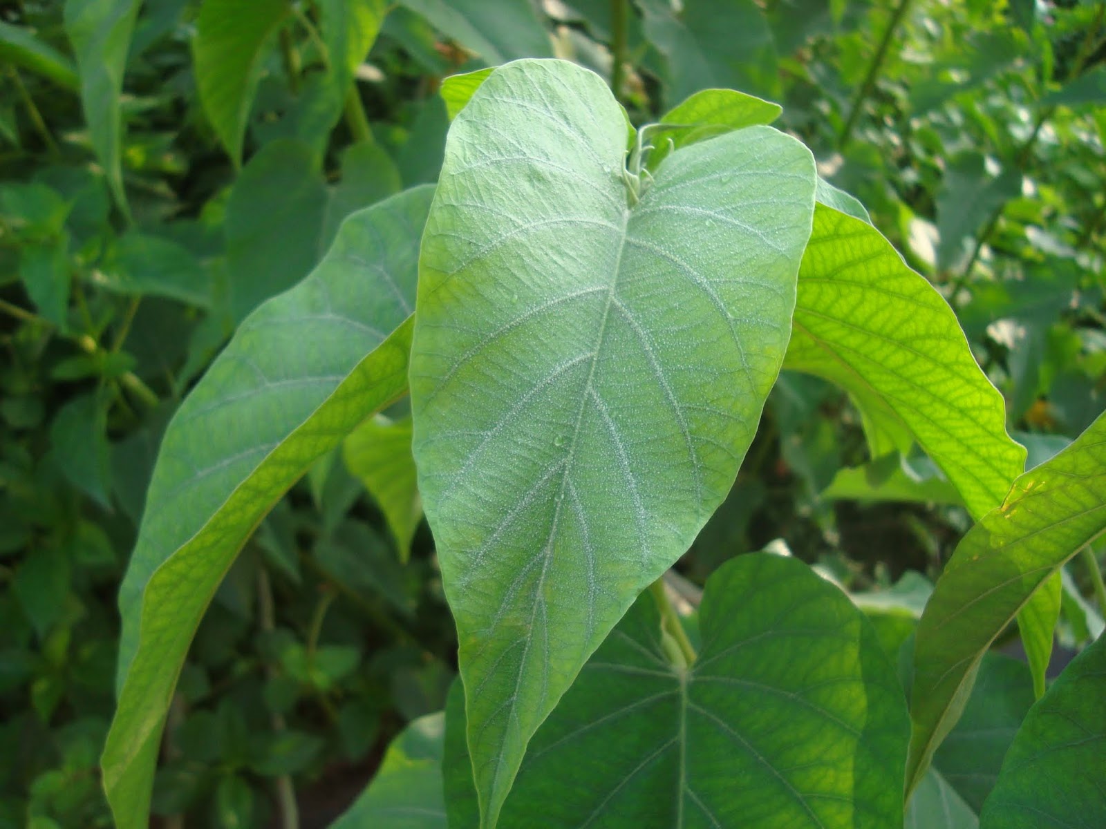 Amari Bush Morning Glory