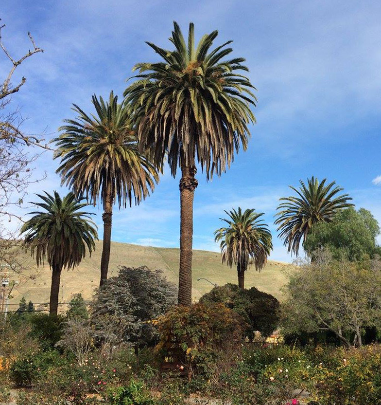 The Illustrated Plant Nut Why Canary Island Palms?