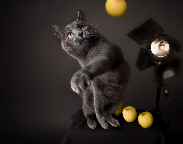 Koleksi Gambar Kucing Yang Menarik | Weird n' Fun Ideas