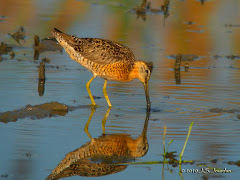 2016 Digiscoping Gallery