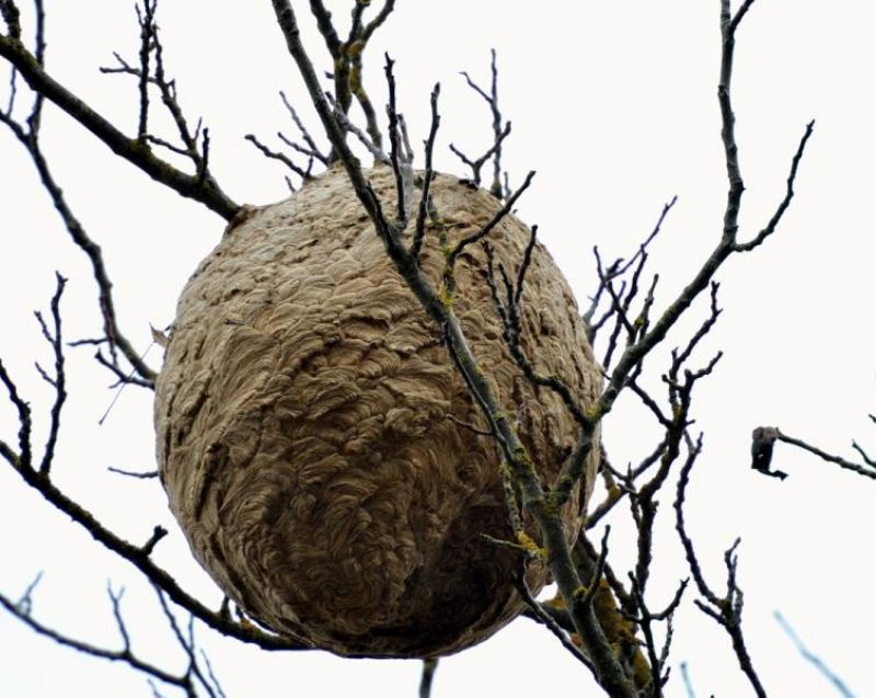 Qui paie la destruction des nids de frelons asiatiques ?