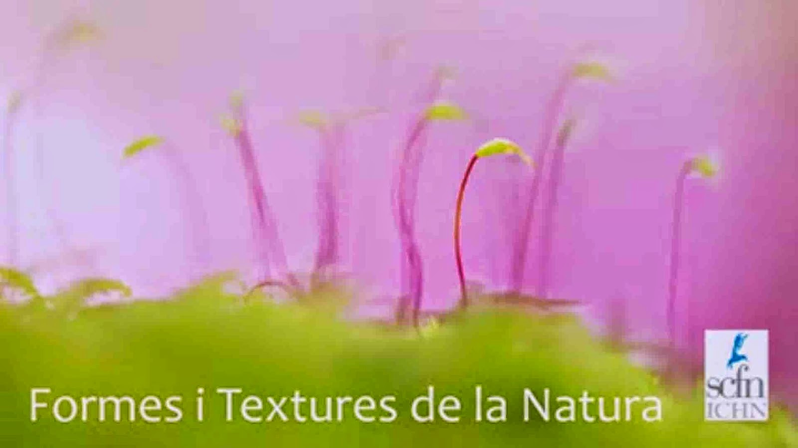 Formes i textures a la natura.