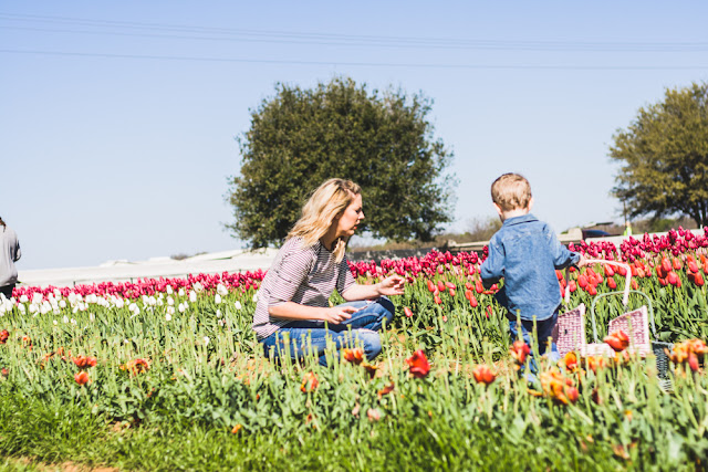 Tulip Farm