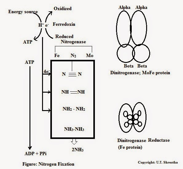 My Scientific Blog Research and Articles Nitrogen Cycle
