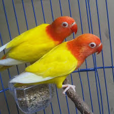 Harga Lovebird Lutino Mata Merah November 2019