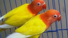 Harga Lovebird Lutino Mata Merah November 2019