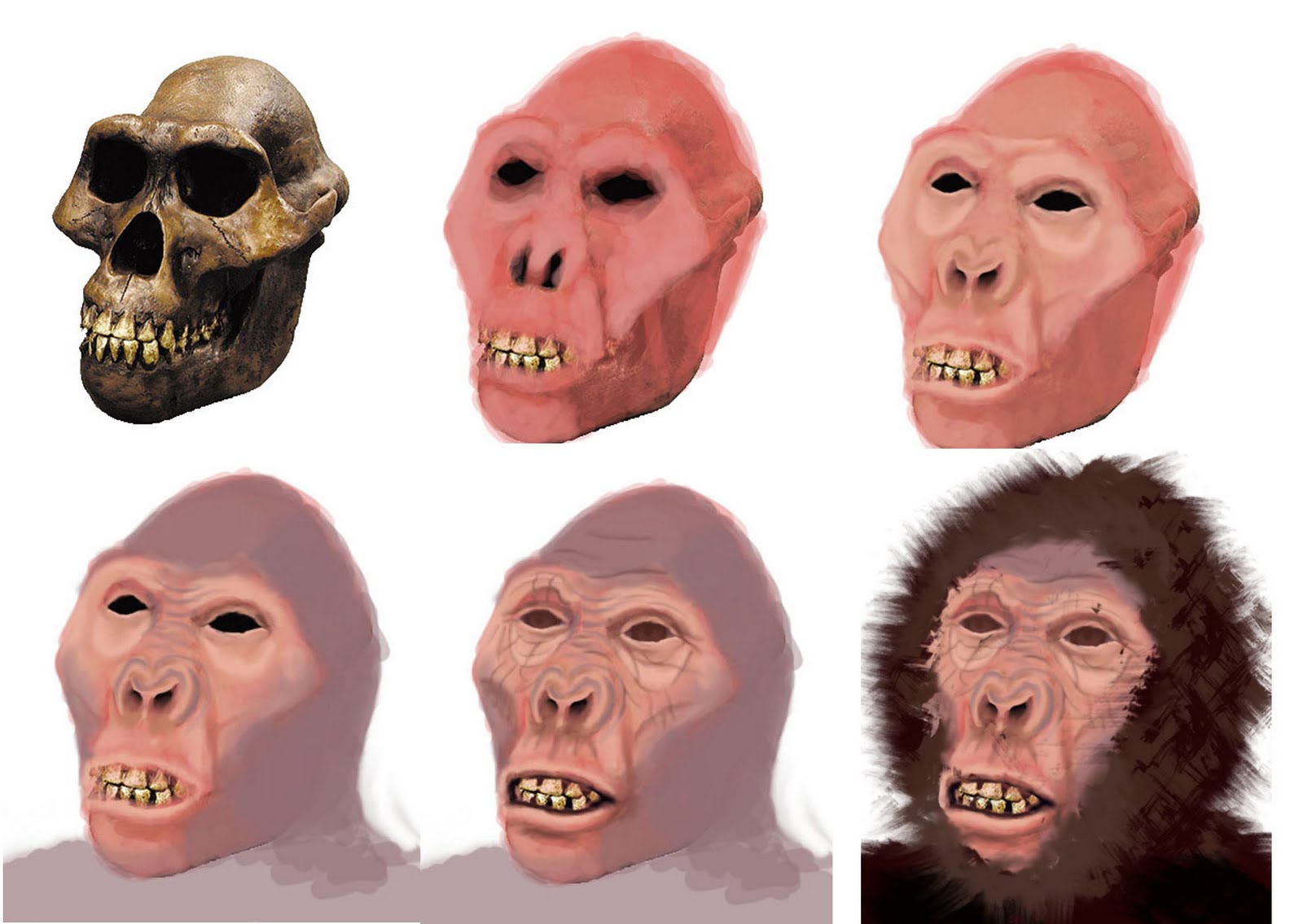 Evolutionary Trail Facial concepts