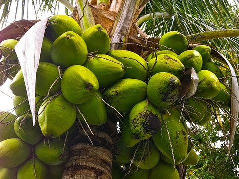 WORLD'S HEALTHIEST FOODS: Coconuts