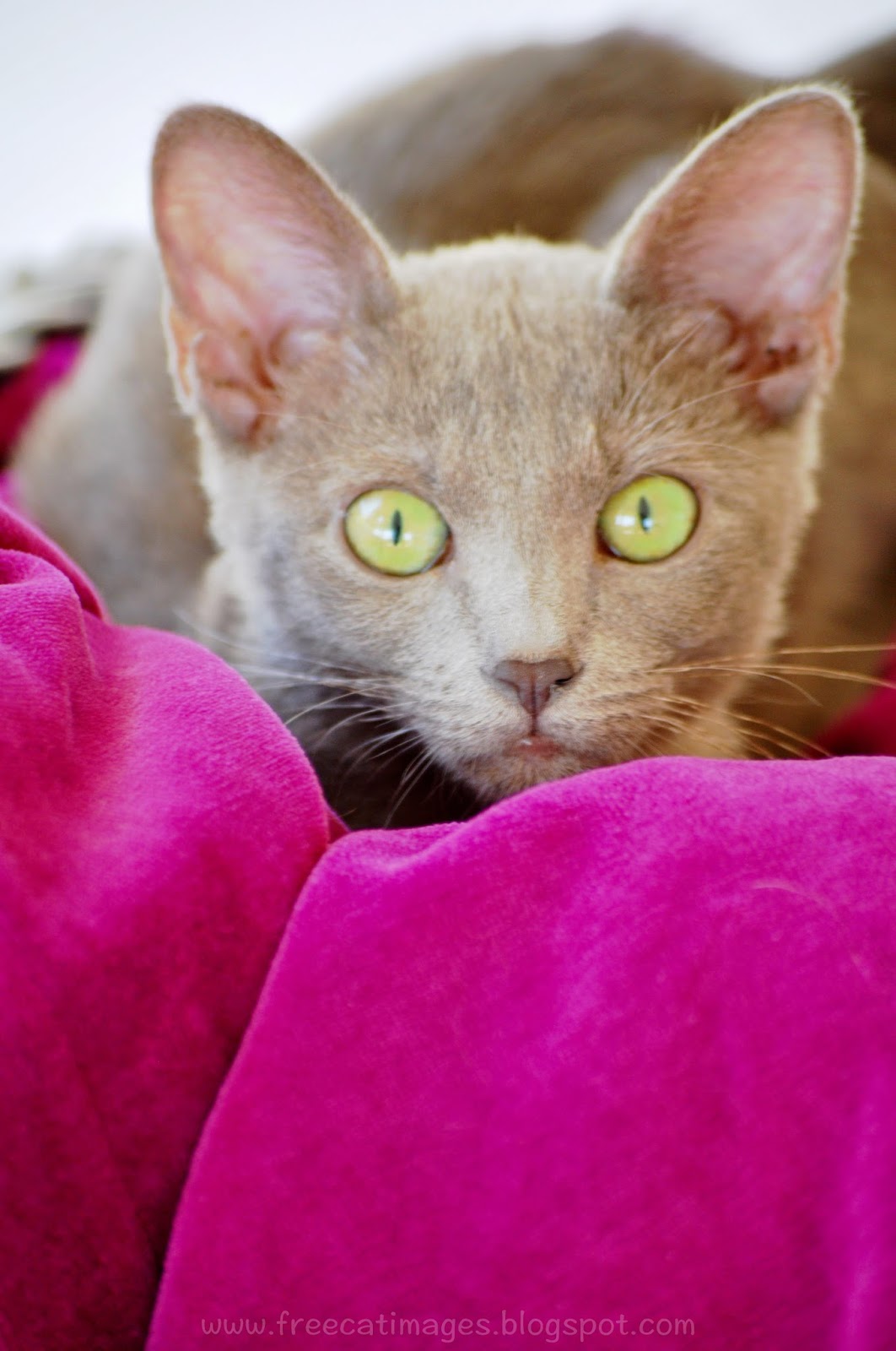Free Cat Images: Free lilac cat picture - look me in the eyes - freebie