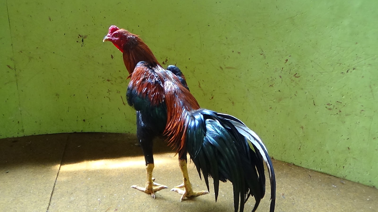 The Ayam Jalu Jos - sold
