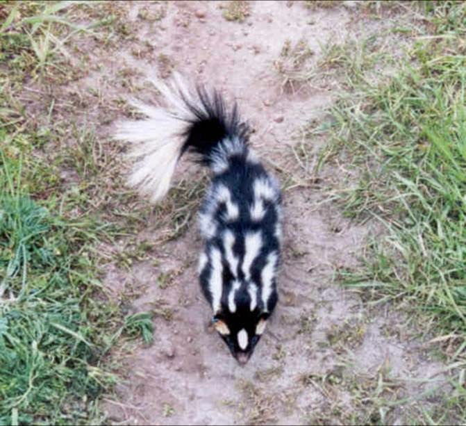 Eastern spotted skunk