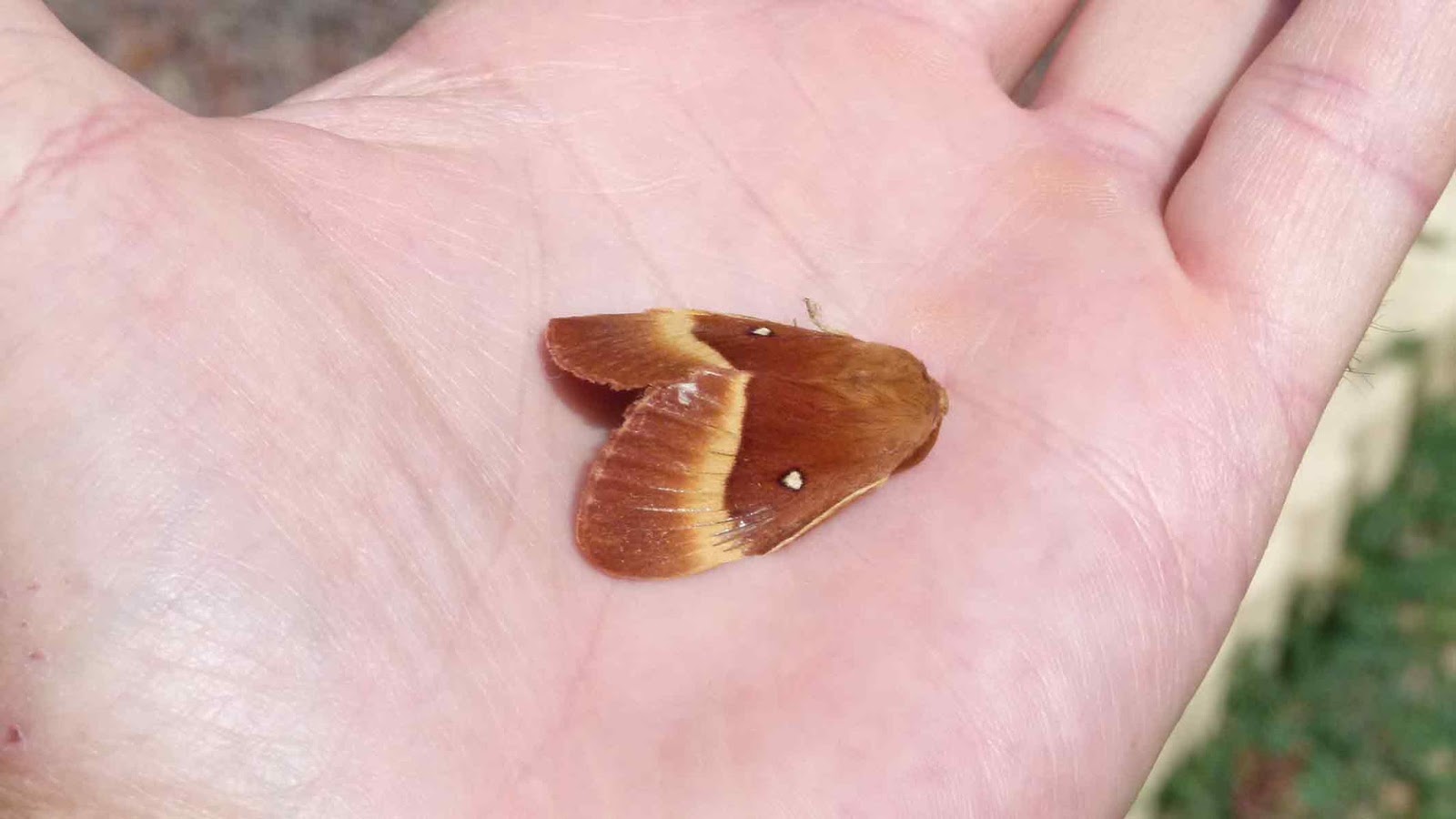 insectes reptiles suisse