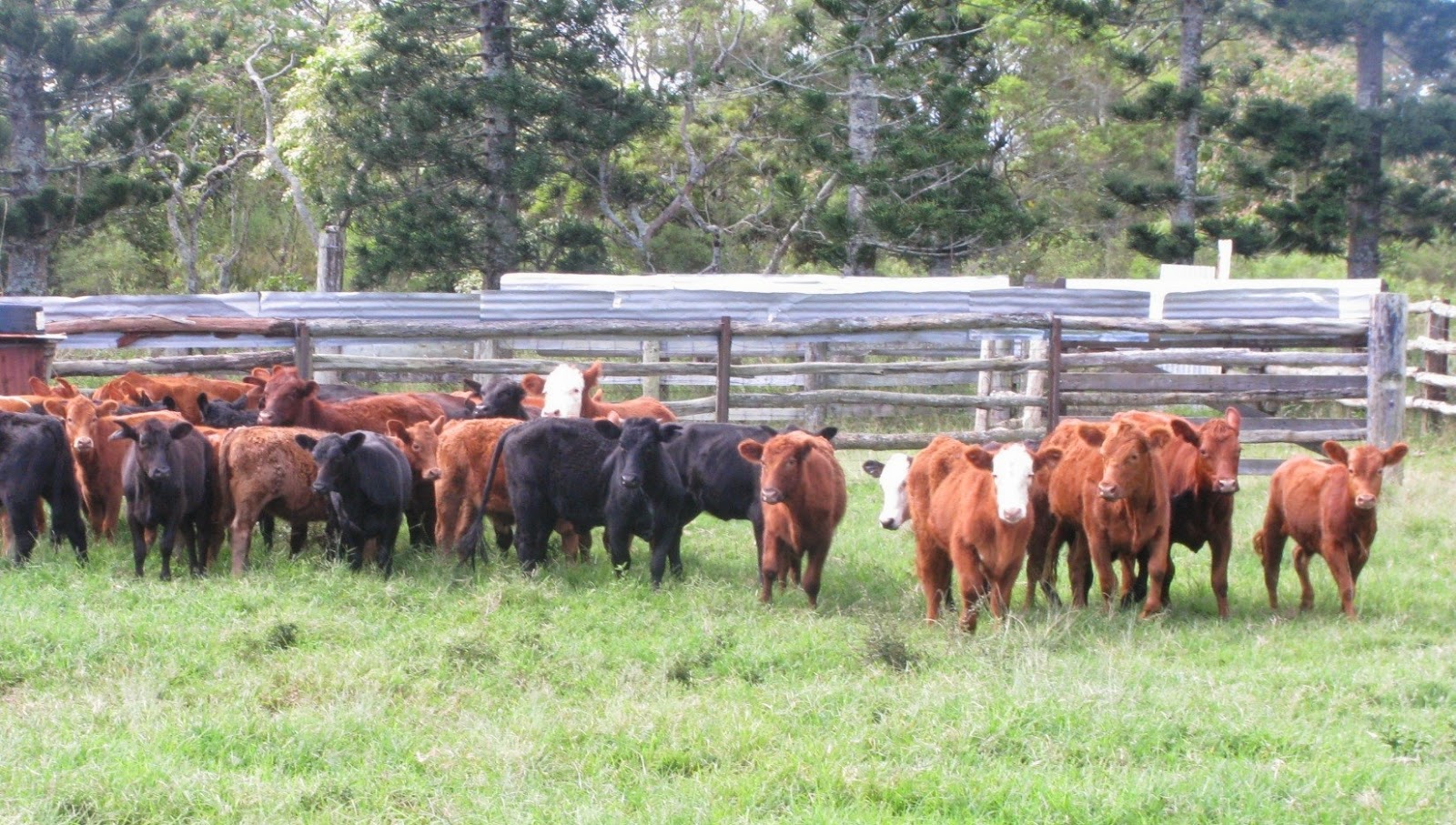 Mom at the Meat Counter What’s in a food label? Grass Fed