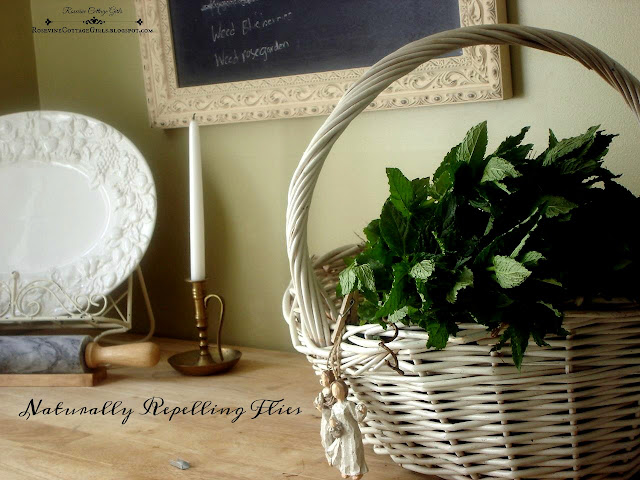 Naturally Repelling Flies