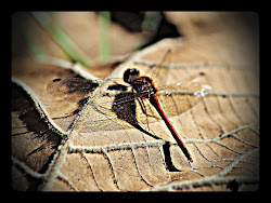 tailed pennant treasure christian box