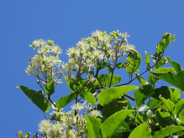 vieux Clos club des cinq floraisons blanches mi-juin