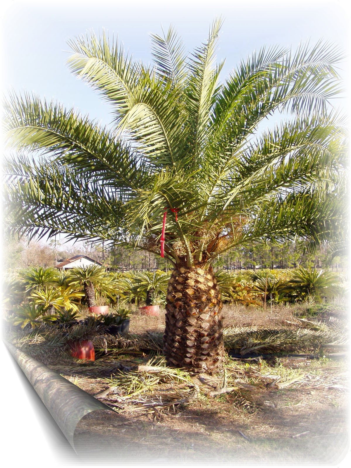 PlantZee Information On Canary Island Date Palm