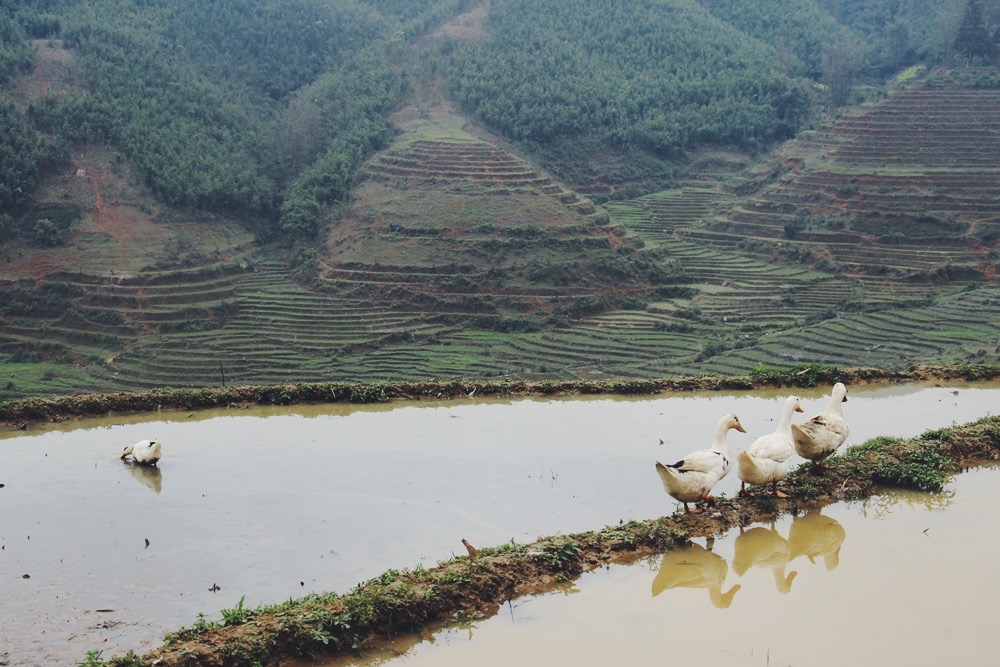 Sapa, Vietnam: Reisfelder und Start der Trekking Tour
