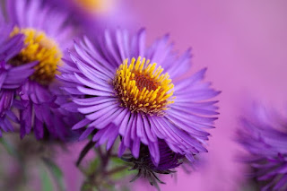 bunga aster warna ungu