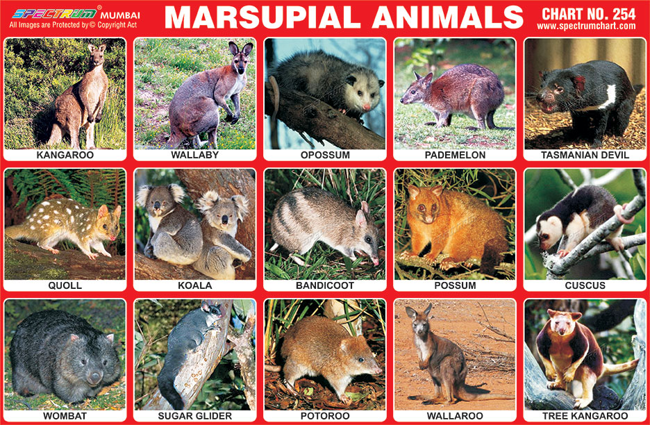 Spectrum Educational Charts: Chart 254 - Marsupial Animals