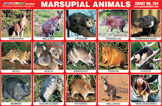 Chart contains images of Marsupial Animals