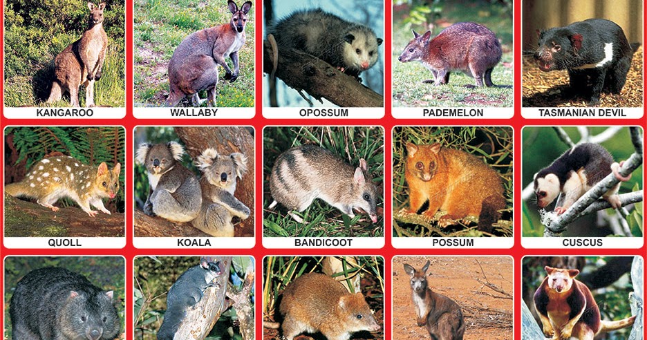 Spectrum Educational Charts: Chart 254 - Marsupial Animals