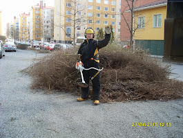 Pensasaidan leikkaus, pensasaitojen leikkaukset ymv pihatyöt käteisellä tottakai Tampere Pirkanmaa