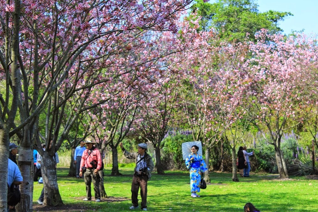 Historic Huntington Beach It's hanami time! Sister City 2nd annual