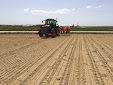 Sowing Sugar beet with Maschio Gaspardo