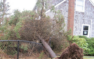 This Is What Happens When Your Neighbor's Falling Tree Damages Your House