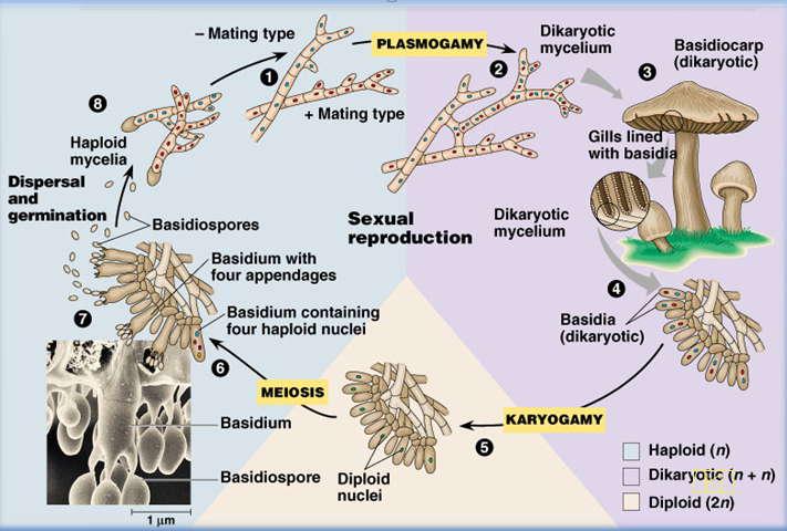 Reproduksi generatif rhizopus bagaimana sp jamur pada Bagaimana reproduksi